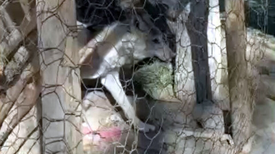 Van'da evde tutulan kurt kurtarıldı