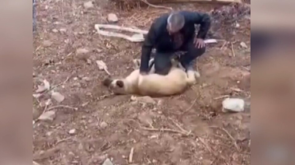 Köpeği kalp masajıyla hayata döndürdü!