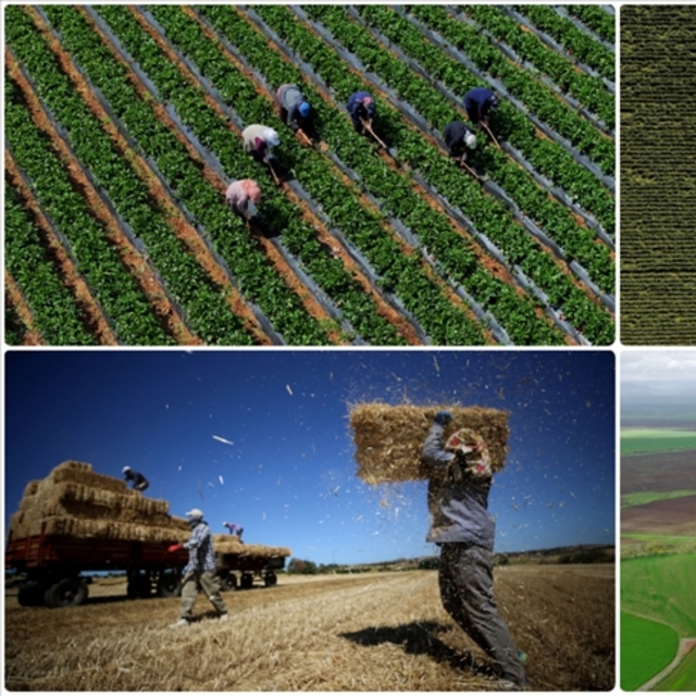 Tarla ürünleri ile meyve ve sebze üretiminin azalacağı tahmin ediliyor