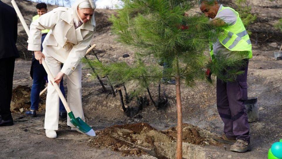 Yangın bölgesinde ilk fidanlar dikildi