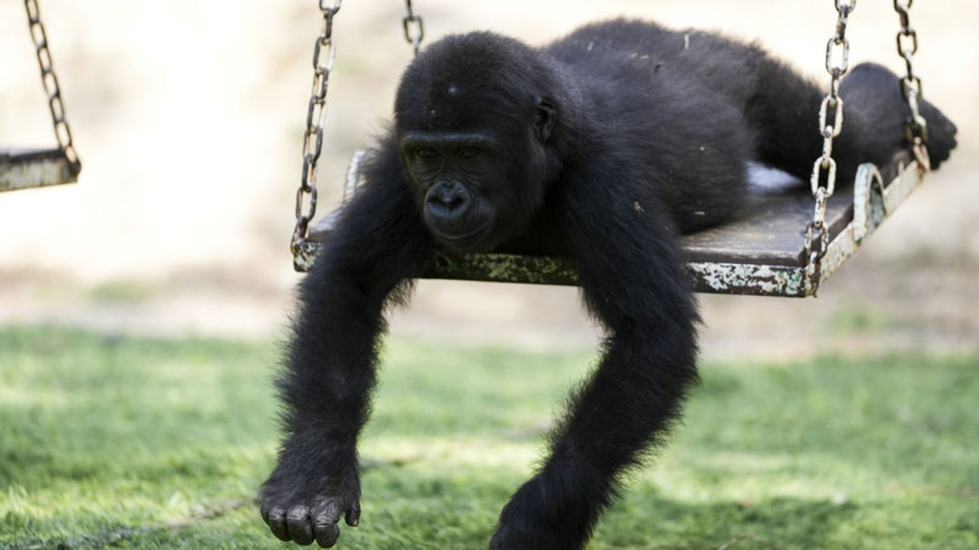 DNA testiyle kaderi değişti! Zeytin'den sevindiren haber