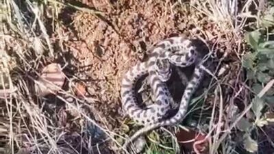 Mantar arıyordu! Karşısına çıktı