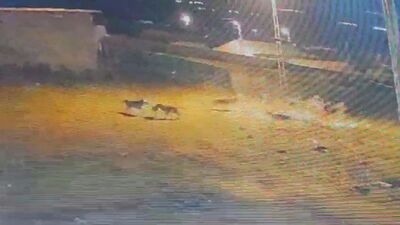 Kars'ta kurtlar, köpeğe saldırdı