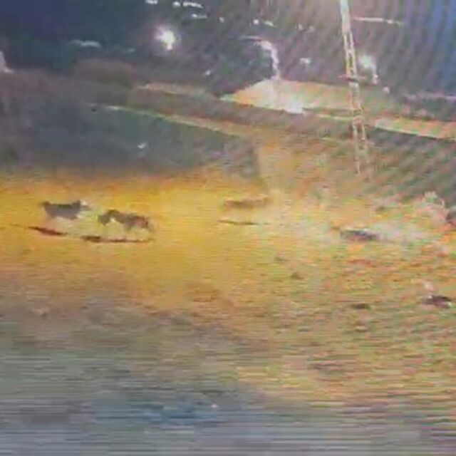 Kars'ta kurtlar, köpeğe saldırdı