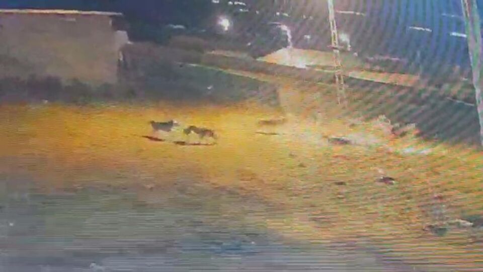 Kars'ta kurtlar, köpeğe saldırdı