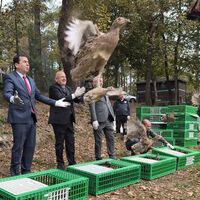Ünye'de kahverengi kokarcaya karşı sülün