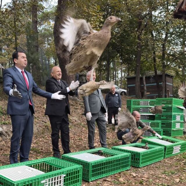 Ünye'de kahverengi kokarcaya karşı sülün