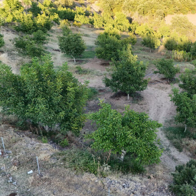Tokat'ta cevizi zirai don vurdu