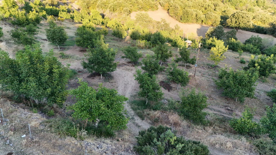 Tokat'ta cevizi zirai don vurdu
