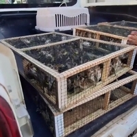 Hatay'da 786 saka kuşu ele geçirildi