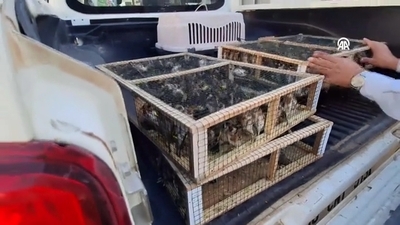 Hatay'da 786 saka kuşu ele geçirildi