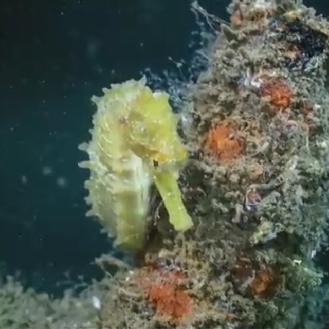 İzmit Körfezi'nden sevindiren görüntü