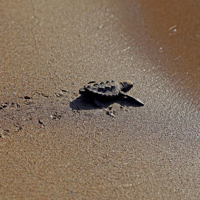 Küresel ısınma cinsiyetlerini de etkiledi