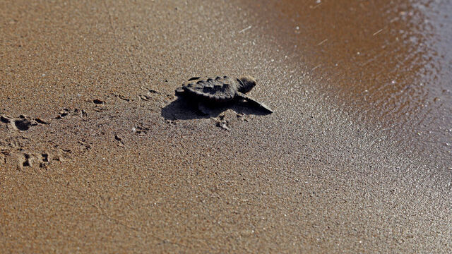 Küresel ısınma cinsiyetlerini de etkiledi