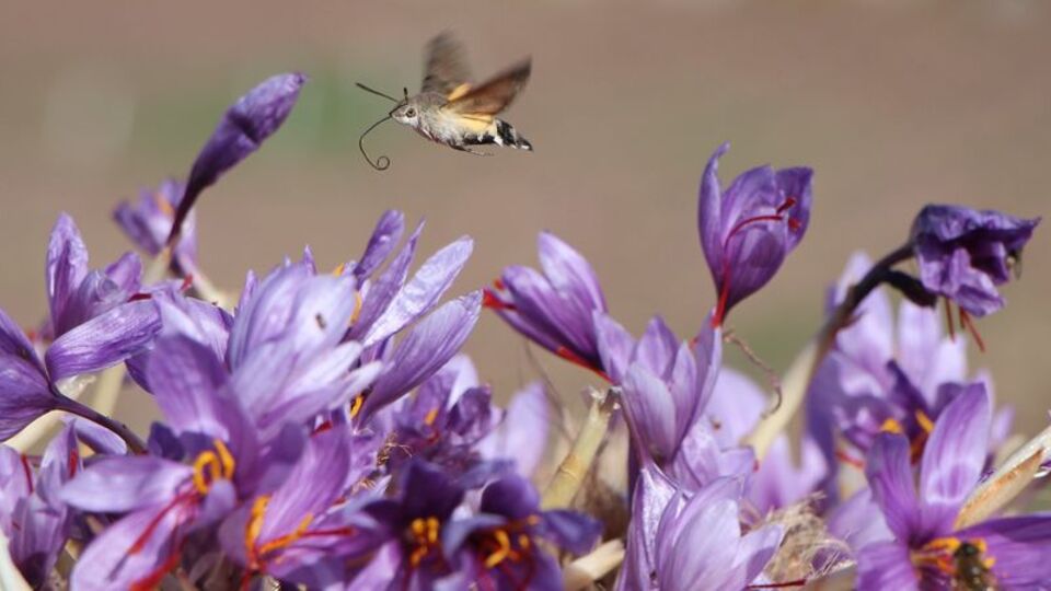 Dünyanın en pahalısı... 1 gramı 500 TL!