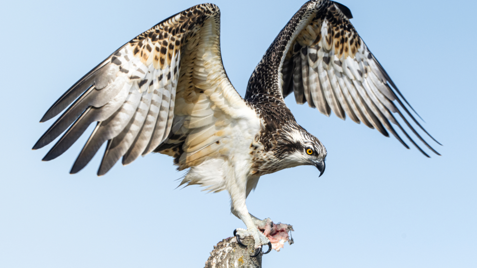 Balık kartalının av mesaisi