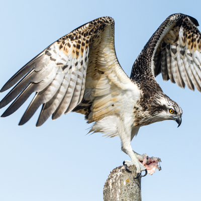 Balık kartalının av mesaisi