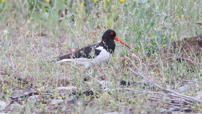 Poyraz kuşunun 8 ülkelik göç yolculuğu...