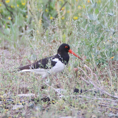 Poyraz kuşunun 8 ülkelik göç yolculuğu...