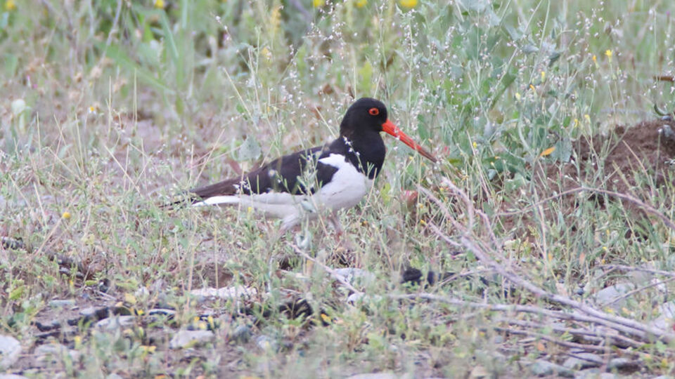 Poyraz kuşunun 8 ülkelik göç yolculuğu...