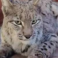 Su kanalına düşen vaşak böyle kurtarıldı