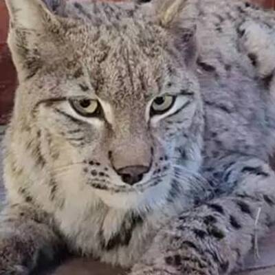 Su kanalına düşen vaşak böyle kurtarıldı