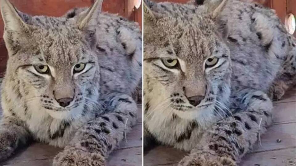Su kanalına düşen vaşak böyle kurtarıldı