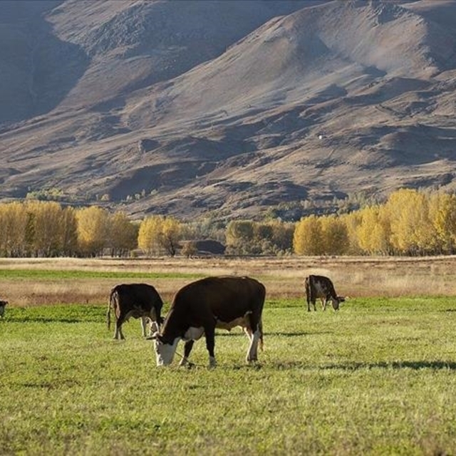 Hayvancılıkta yetiştiricilere 36,6 milyar liralık destek