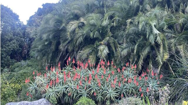 Afrika'nın güneybatı ucunda bir dünya mirası