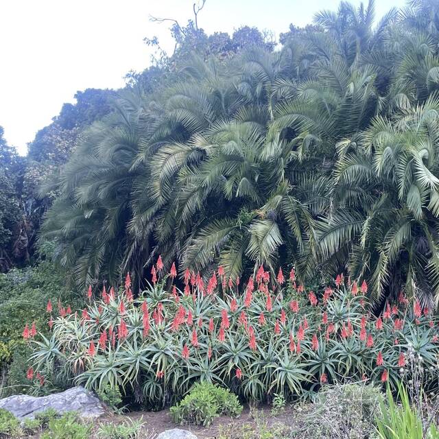 Afrika'nın güneybatı ucunda bir dünya mirası