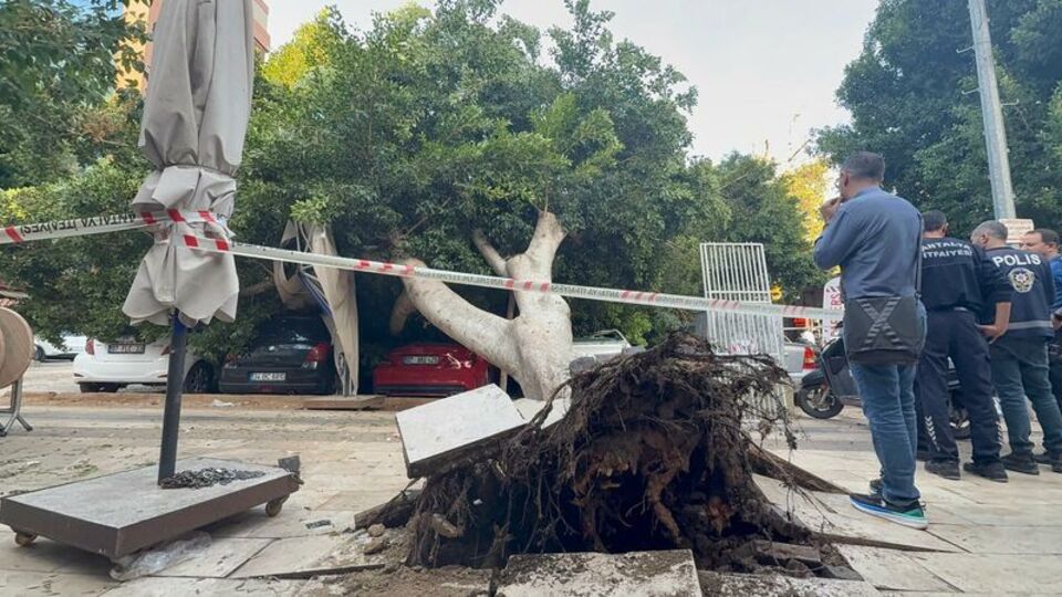 Ağaç 5 otomobilin üzerine devrildi