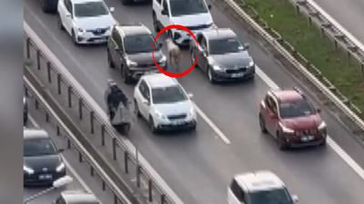 Koyun, sürücülere zor anlar yaşattı