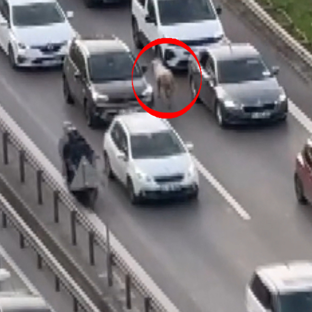 Koyun, sürücülere zor anlar yaşattı