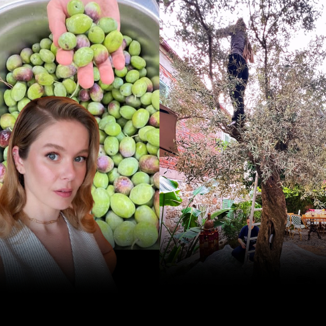 Ünlü oyuncudan zeytin hasadı