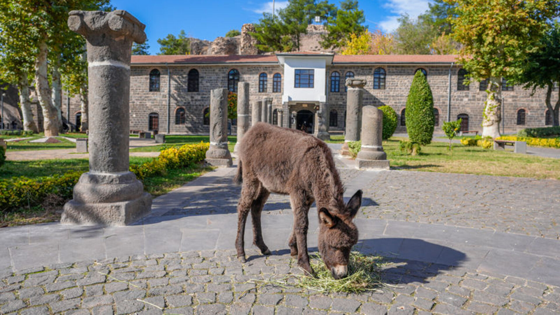 Müze bahçesinde koruma altına alınan Midas ziyaret…