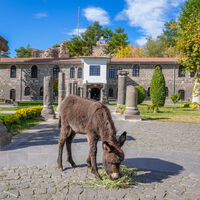 Müzenin sahiplendiği 'Midas'a yoğun ilgi
