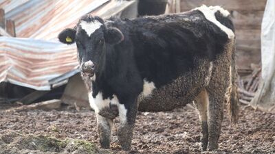 18 köy ve 4 mahallede şap karantinası