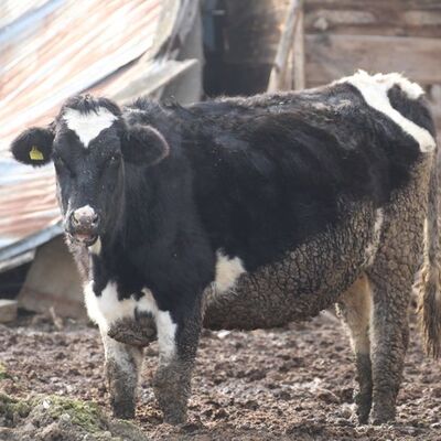 18 köy ve 4 mahallede şap karantinası