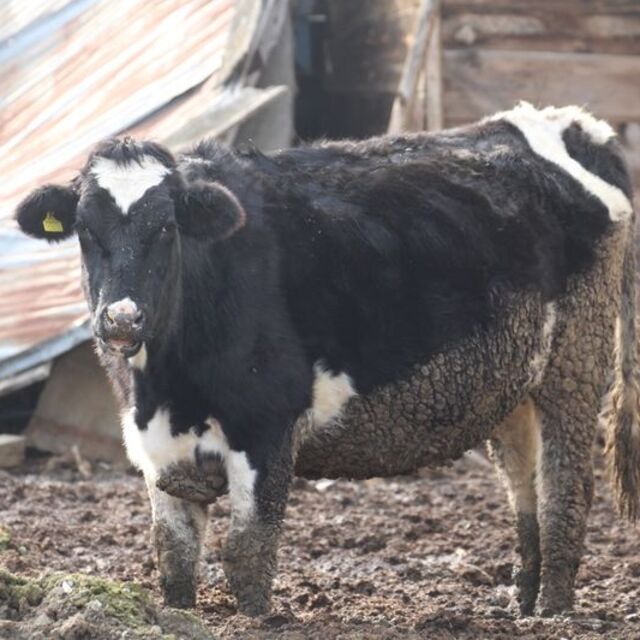 18 köy ve 4 mahallede şap karantinası