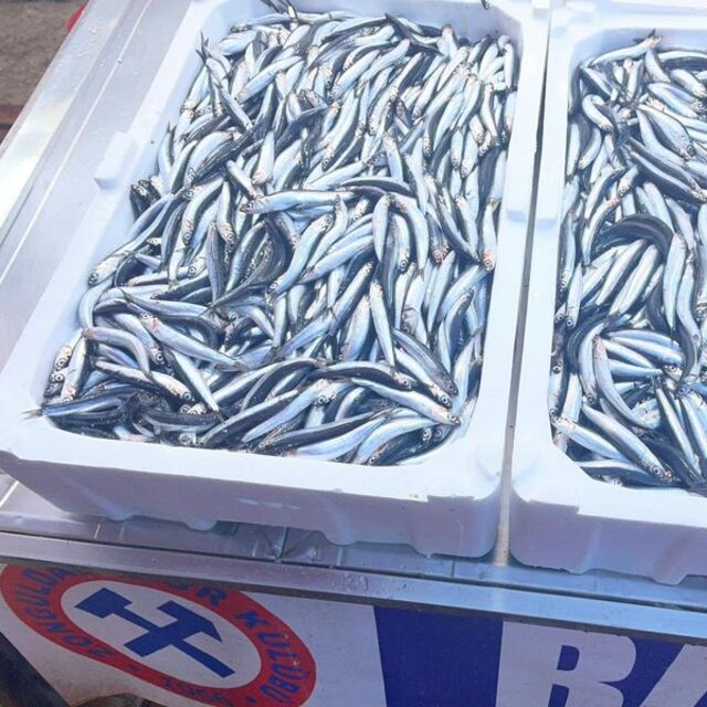 Hamsi bir haftada yüzde 100’den fazla arttı