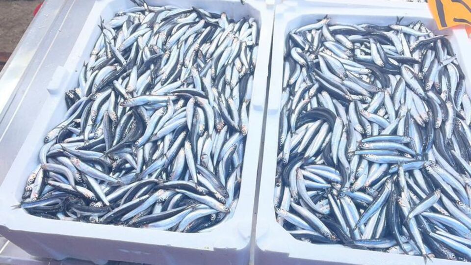 Hamsi bir haftada yüzde 100'den fazla arttı