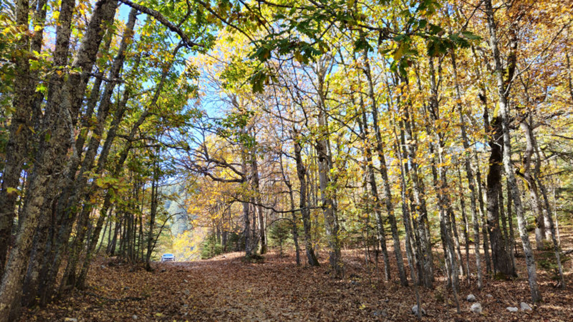 Dünyadaki tek kasnak meşesi ormanına izinsiz girmenin cezası 557 bin TL