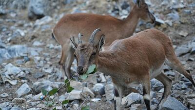Yaban keçisi avcılarına otomobil fiyatında ceza!