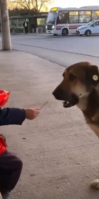 Küçük yürek, büyük merhamet