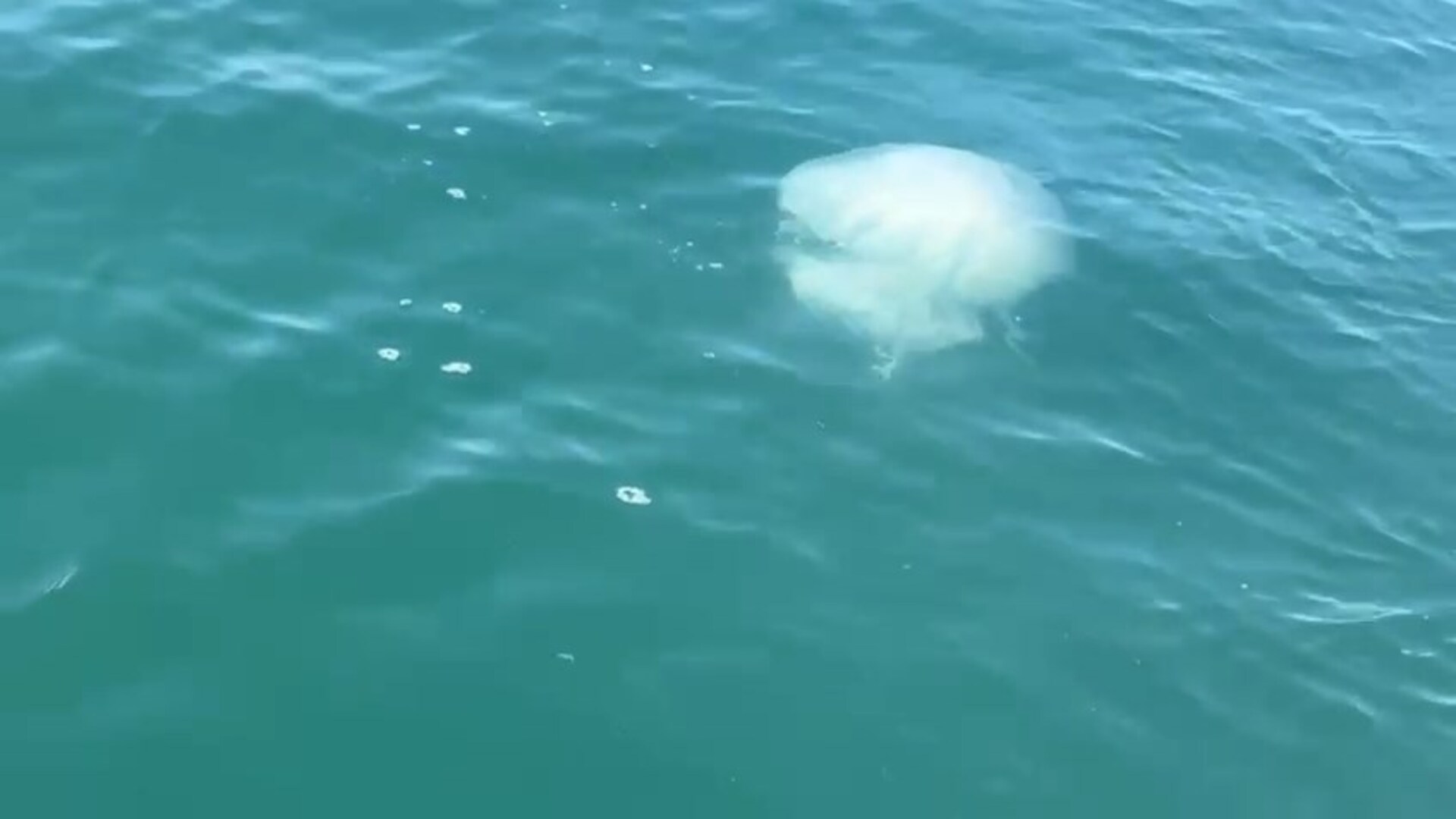 Denizler soğumayınca Körfez'de zehirli denizanası vakaları arttı! | Son dakika haberleri