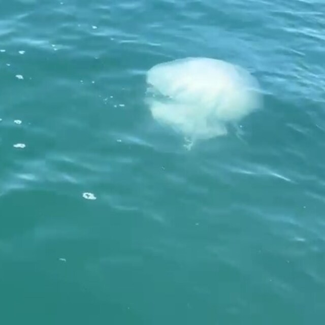 Denizler soğumayınca Körfez'de zehirli denizanası vakaları arttı!