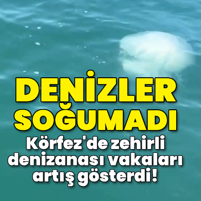 Denizler soğumayınca Körfez'de zehirli denizanası vakaları arttı!