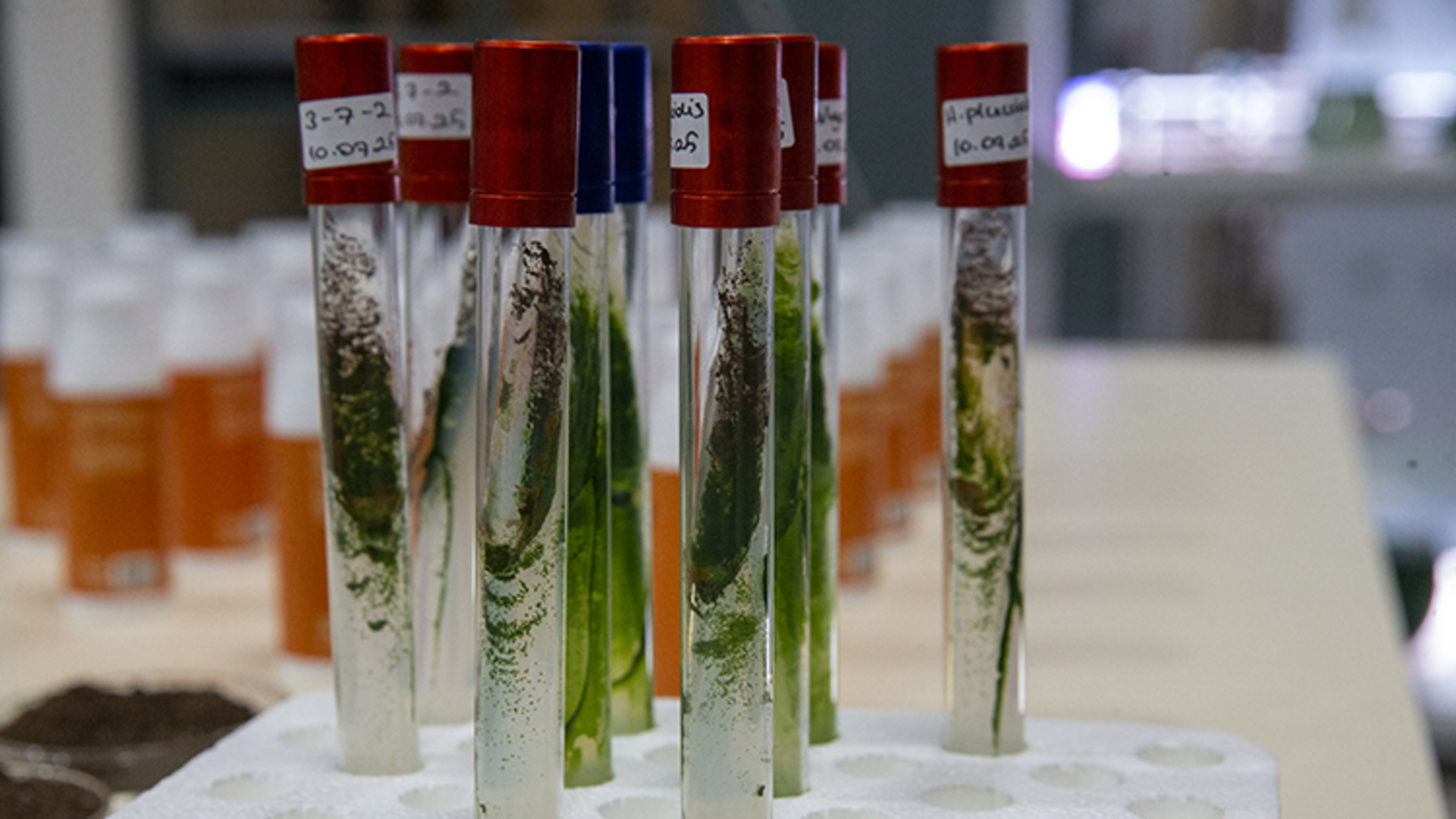 Türk akademisyenler, mürekkep balığından cilt onarıcı ve koruyucu güneş kremi üretti | Sağlık Haberleri