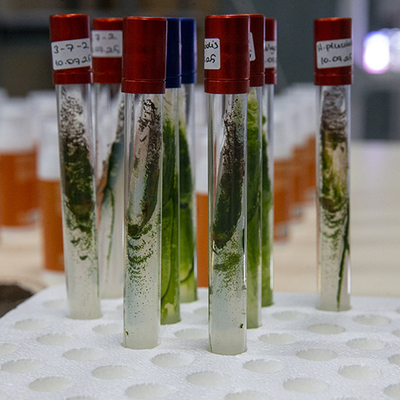 Mürekkep balığından cilt onarıcı ve koruyucu güneş kremi üretti