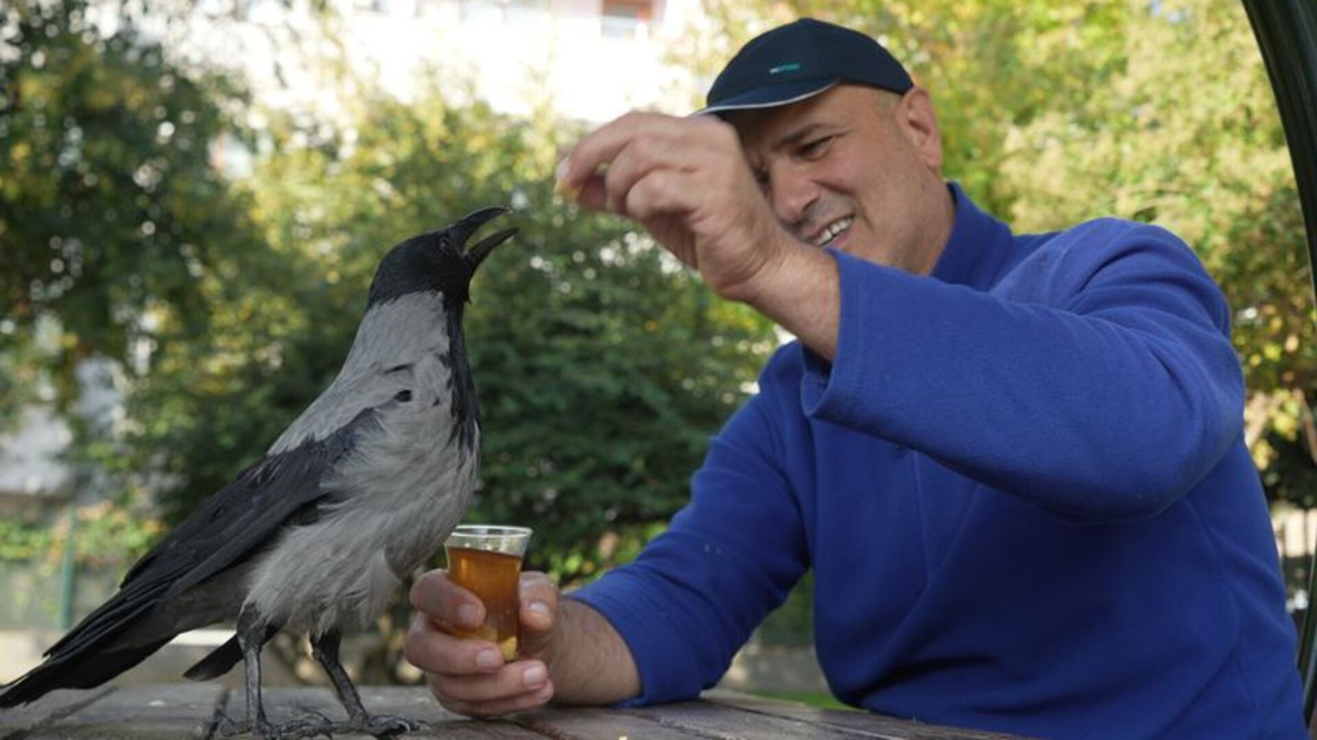 Bu karga çay içip Rize helvası yiyor